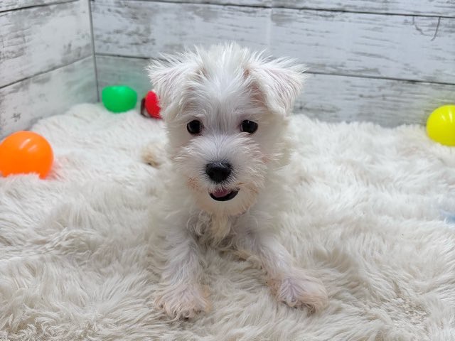 【新品】USPP★ユーエスピーピー★ワンコトレーナー 犬柄 M シュナウザー 新品】USPP☆ユーエスピーピー☆ワンコトレーナー 犬柄 M