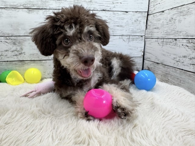 新潟県のハーフ犬・ミックス犬 (かねだいペットトライアル魚沼/2025年3月24日生まれ/男の子/ブラウン)の子犬の1枚目の画像