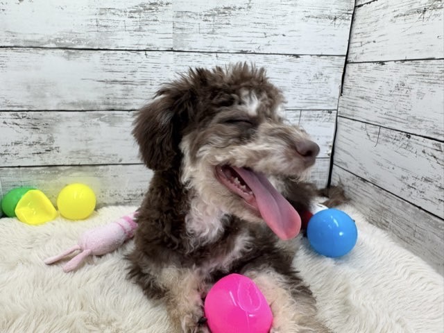 新潟県のハーフ犬・ミックス犬 (かねだいペットトライアル魚沼/2025年3月24日生まれ/男の子/ブラウン)の子犬の2枚目の画像