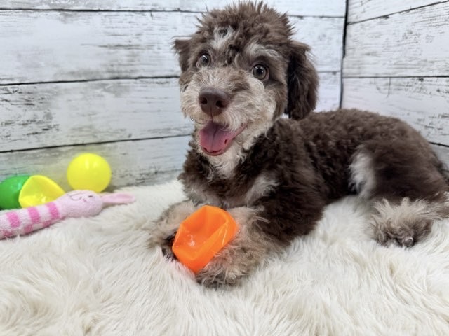 新潟県のハーフ犬・ミックス犬 (かねだいペットトライアル魚沼/2025年3月24日生まれ/男の子/ブラウン)の子犬の3枚目の画像