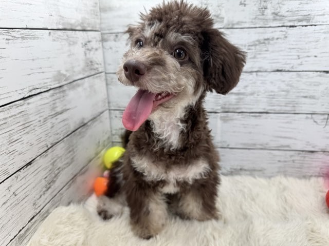 新潟県のハーフ犬・ミックス犬 (かねだいペットトライアル魚沼/2025年3月24日生まれ/男の子/ブラウン)の子犬の4枚目の画像