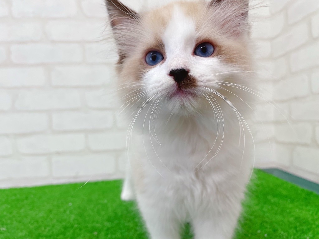 東京都のラグドール (かねだい立川店/2025年6月12日生まれ/男の子/シールポイントバイカラー)の子猫の1枚目の画像