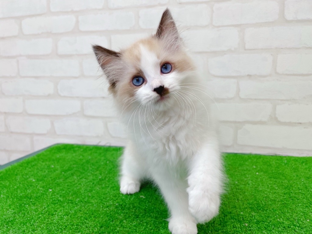 東京都のラグドール (かねだい立川店/2025年6月12日生まれ/男の子/シールポイントバイカラー)の子猫の2枚目の画像