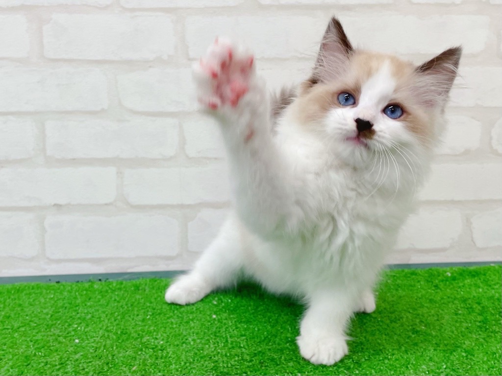 東京都のラグドール (かねだい立川店/2025年6月12日生まれ/男の子/シールポイントバイカラー)の子猫の3枚目の画像