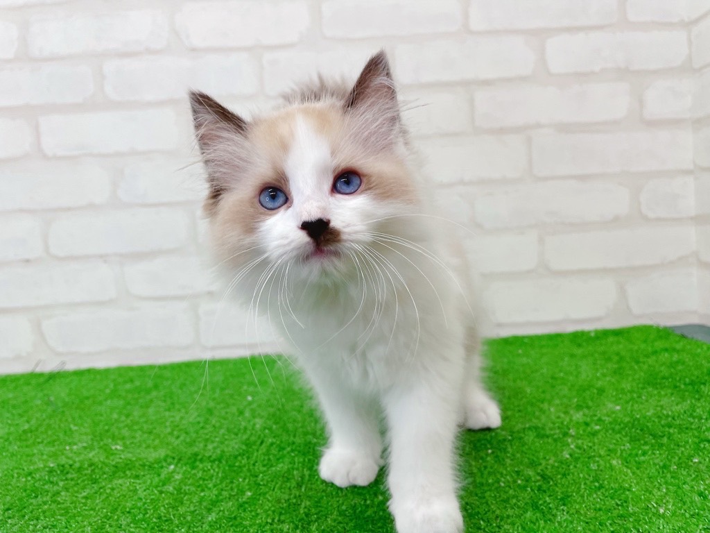 東京都のラグドール (かねだい立川店/2025年6月12日生まれ/男の子/シールポイントバイカラー)の子猫の4枚目の画像