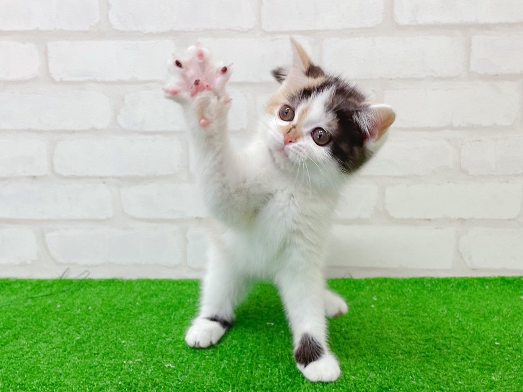 東京都のマンチカン (かねだい立川店/2025年6月7日生まれ/女の子/キャリコ)の子猫の3枚目の画像