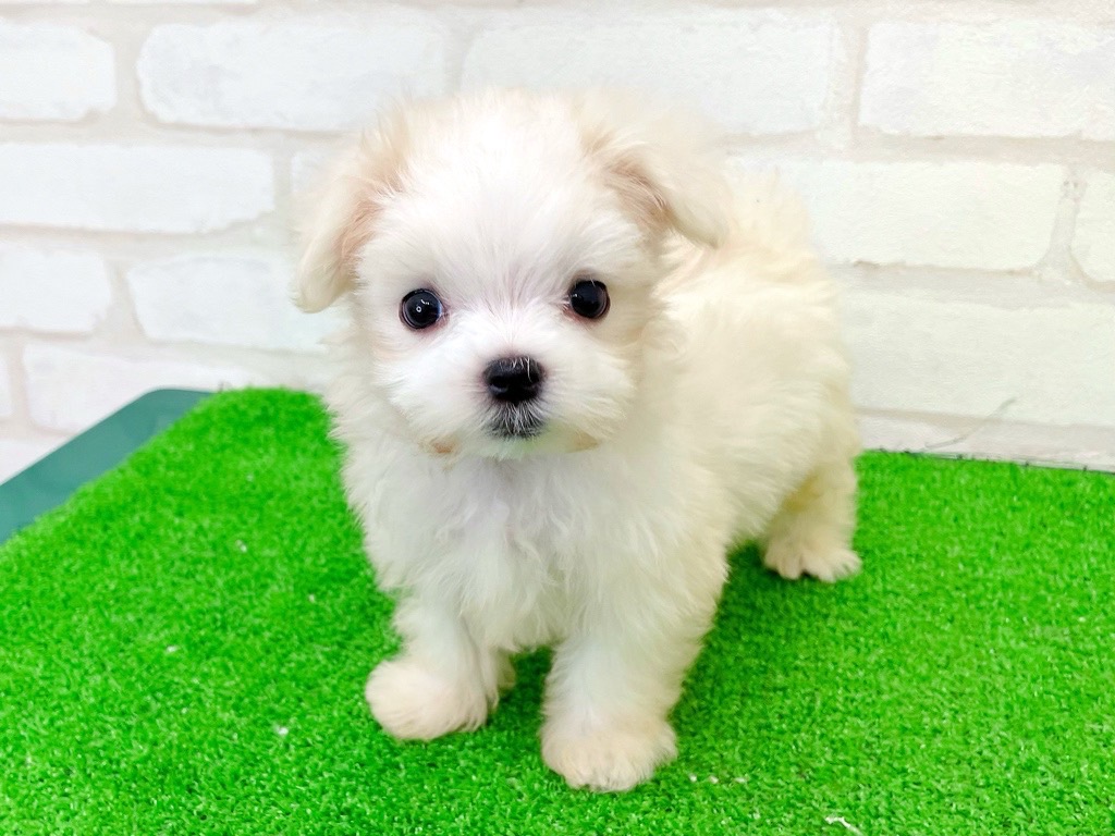 東京都のマルチーズ (かねだい立川店/2025年6月21日生まれ/男の子/ホワイト)の子犬の1枚目の画像