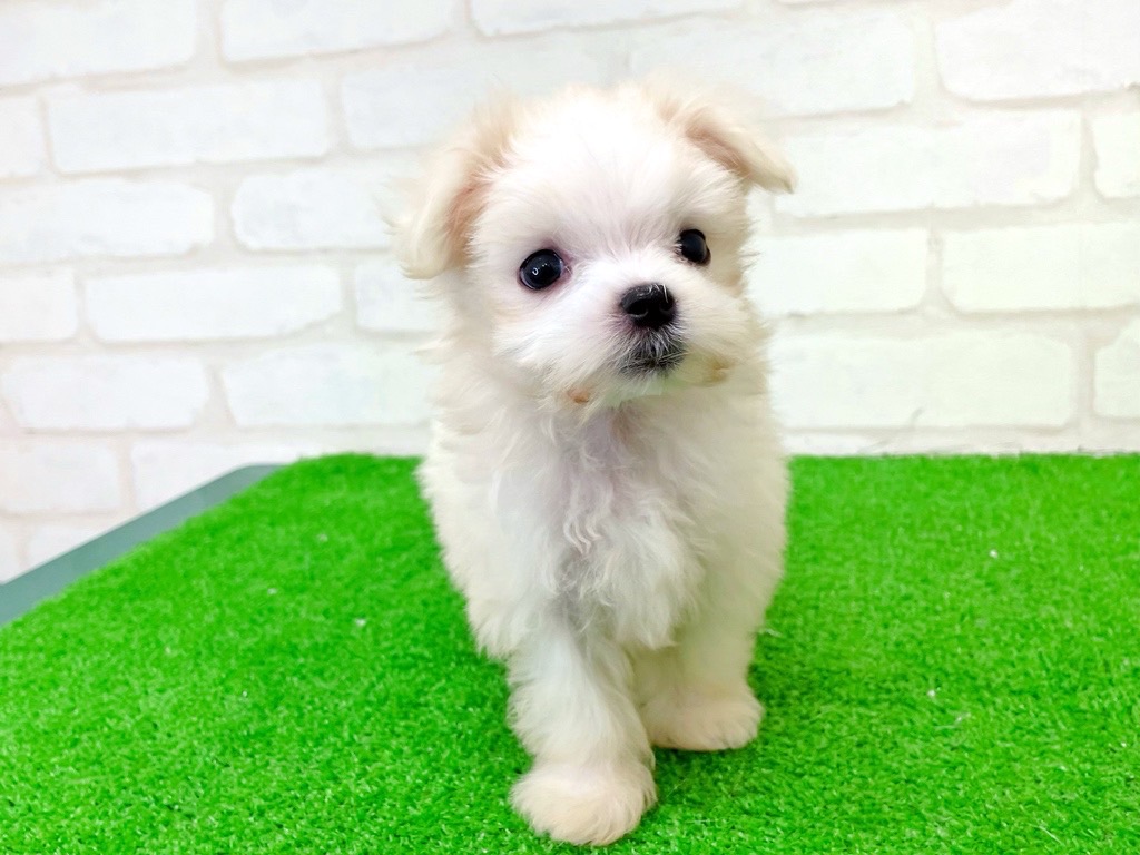 東京都のマルチーズ (かねだい立川店/2025年6月21日生まれ/男の子/ホワイト)の子犬の2枚目の画像
