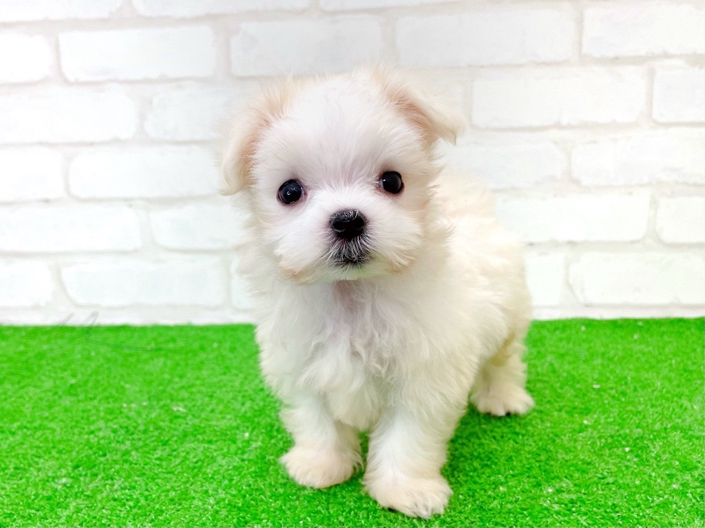 東京都のマルチーズ (かねだい立川店/2025年6月21日生まれ/男の子/ホワイト)の子犬の3枚目の画像