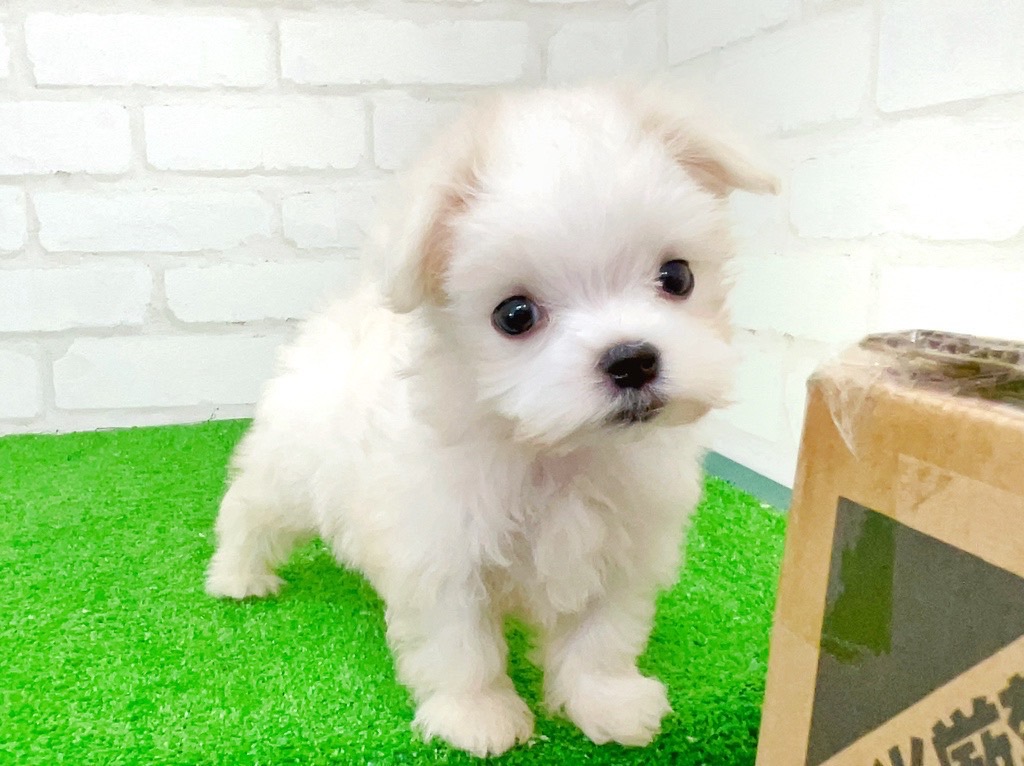 東京都のマルチーズ (かねだい立川店/2025年6月21日生まれ/男の子/ホワイト)の子犬の4枚目の画像