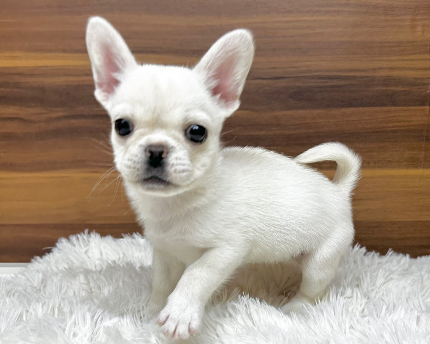 群馬県のハーフ犬・ミックス犬 (かねだいペットトライアル桐生/2025年6月24日生まれ/女の子/クリーム)の子犬の3枚目の画像