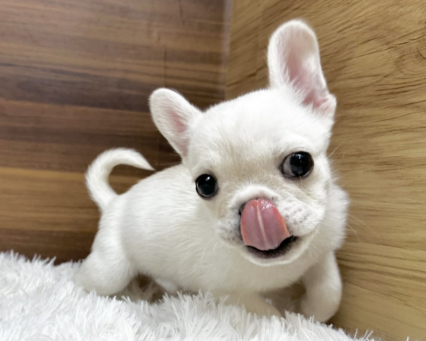 群馬県のハーフ犬・ミックス犬 (かねだいペットトライアル桐生/2025年6月24日生まれ/女の子/クリーム)の子犬の1枚目の画像