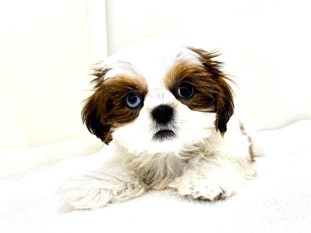 東京都のシーズー (かねだい本町田店/2025年5月18日生まれ/男の子/ゴールドホワイト)の子犬の1枚目の画像