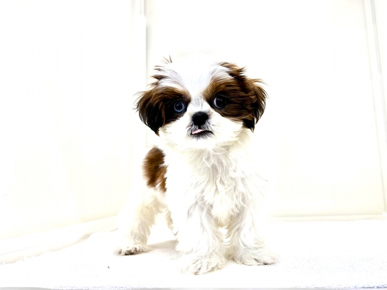 東京都のシーズー (かねだい本町田店/2025年5月18日生まれ/男の子/ゴールドホワイト)の子犬の4枚目の画像