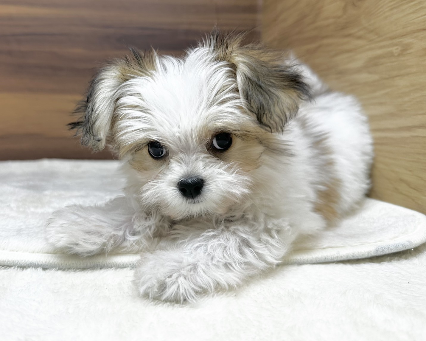 群馬県のハーフ犬・ミックス犬 (かねだいペットトライアル桐生/2025年6月9日生まれ/女の子/ホワイトブラウン)の子犬の1枚目の画像