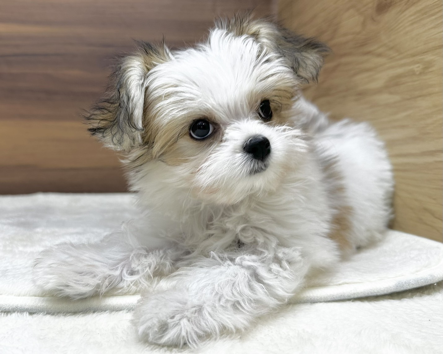 群馬県のハーフ犬・ミックス犬 (かねだいペットトライアル桐生/2025年6月9日生まれ/女の子/ホワイトブラウン)の子犬の2枚目の画像