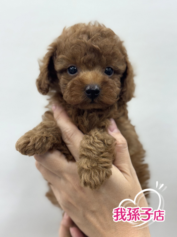 千葉県のトイプードル(トイ) (かねだい我孫子店/2025年6月15日生まれ/男の子/レッド)の子犬