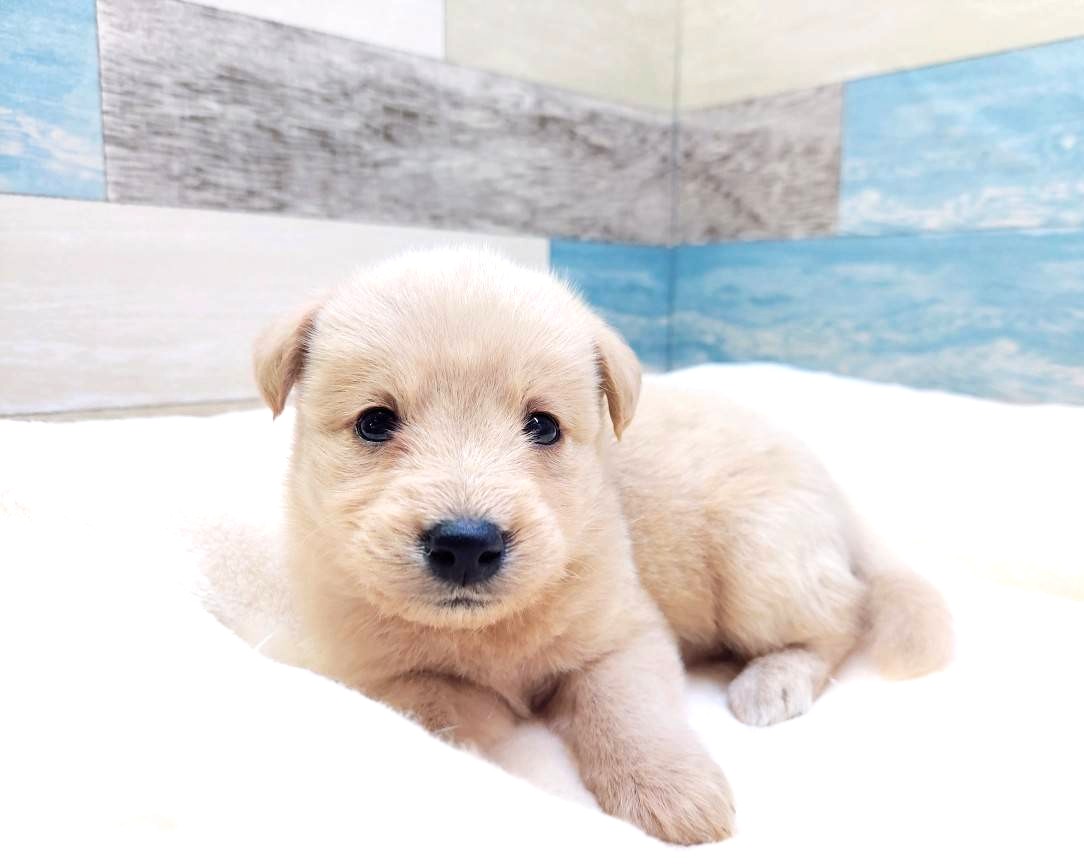 茨城県の柴犬×Tプードル (かねだいペットトライアル利根川/2025年7月1日生まれ/女の子/クリーム)の子犬の3枚目の画像