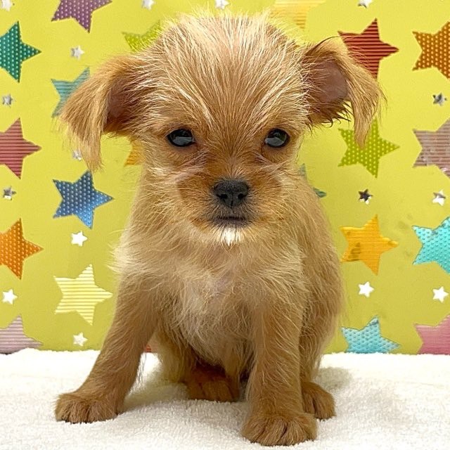 東京都のハーフ犬・ミックス犬 (かねだい足立店/2025年7月5日生まれ/女の子/レッド)の子犬の1枚目の画像