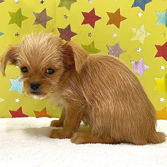 東京都のハーフ犬・ミックス犬 (かねだい足立店/2025年7月5日生まれ/女の子/レッド)の子犬の2枚目の画像