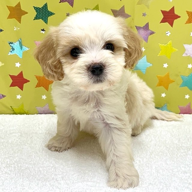 東京都のハーフ犬・ミックス犬 (かねだい足立店/2025年7月5日生まれ/男の子/その他色)の子犬の1枚目の画像