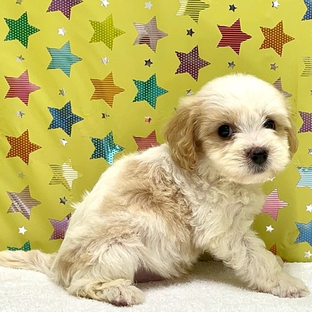 東京都のハーフ犬・ミックス犬 (かねだい足立店/2025年7月5日生まれ/男の子/その他色)の子犬の2枚目の画像