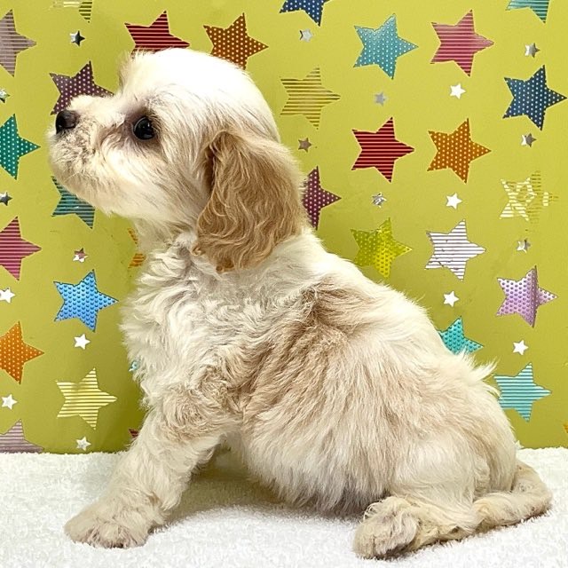 東京都のハーフ犬・ミックス犬 (かねだい足立店/2025年7月5日生まれ/男の子/その他色)の子犬の3枚目の画像