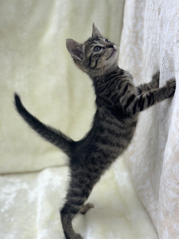 千葉県のハーフ猫・ミックス猫 (かねだい我孫子店/2025年7月3日生まれ/女の子/その他色)の子猫の3枚目の画像