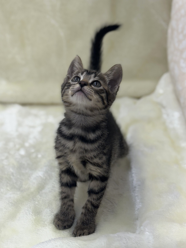 千葉県のハーフ猫・ミックス猫 (かねだい我孫子店/2025年7月3日生まれ/女の子/その他色)の子猫の4枚目の画像