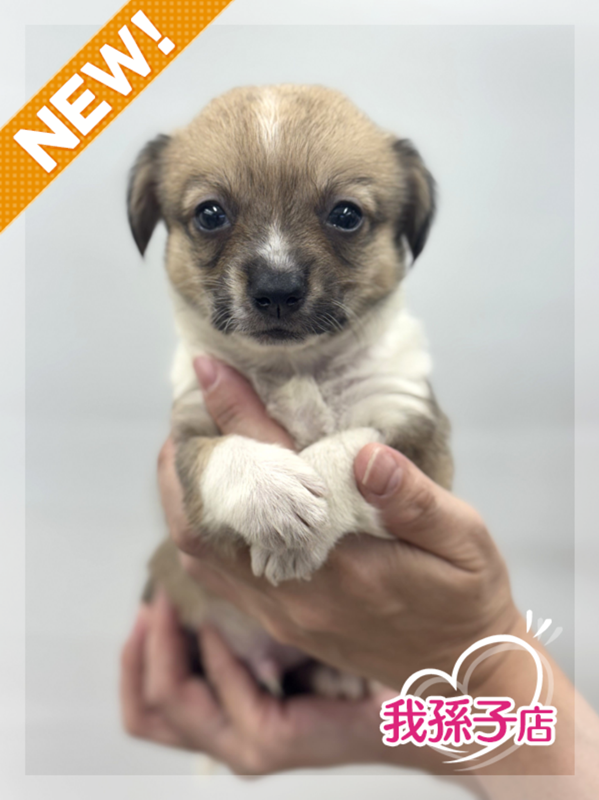 千葉県のハーフ犬・ミックス犬 (かねだい我孫子店/2025年7月6日生まれ/男の子/レッドホワイト)の子犬