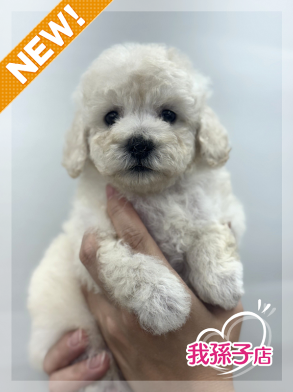 千葉県のトイプードル(トイ) (かねだい我孫子店/2025年7月6日生まれ/男の子/クリーム)の子犬の1枚目の画像
