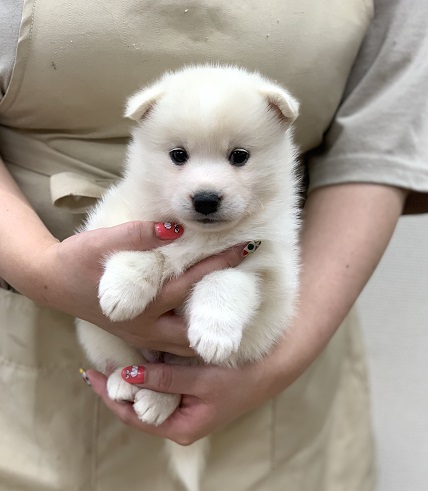 神奈川県のハーフ犬・ミックス犬 (かねだい伊勢原店/2025年7月5日生まれ/女の子/白)の子犬