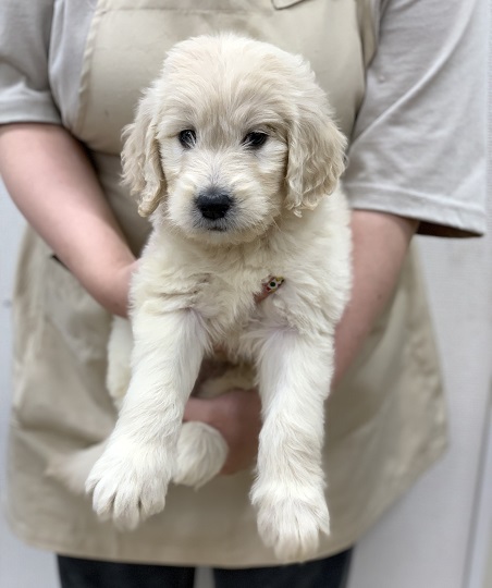 神奈川県のハーフ犬・ミックス犬 (かねだい伊勢原店/2025年7月5日生まれ/女の子/クリーム)の子犬