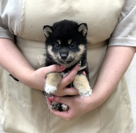 神奈川県の柴犬(標準サイズ) (かねだい伊勢原店/2025年7月5日生まれ/女の子/黒)の子犬
