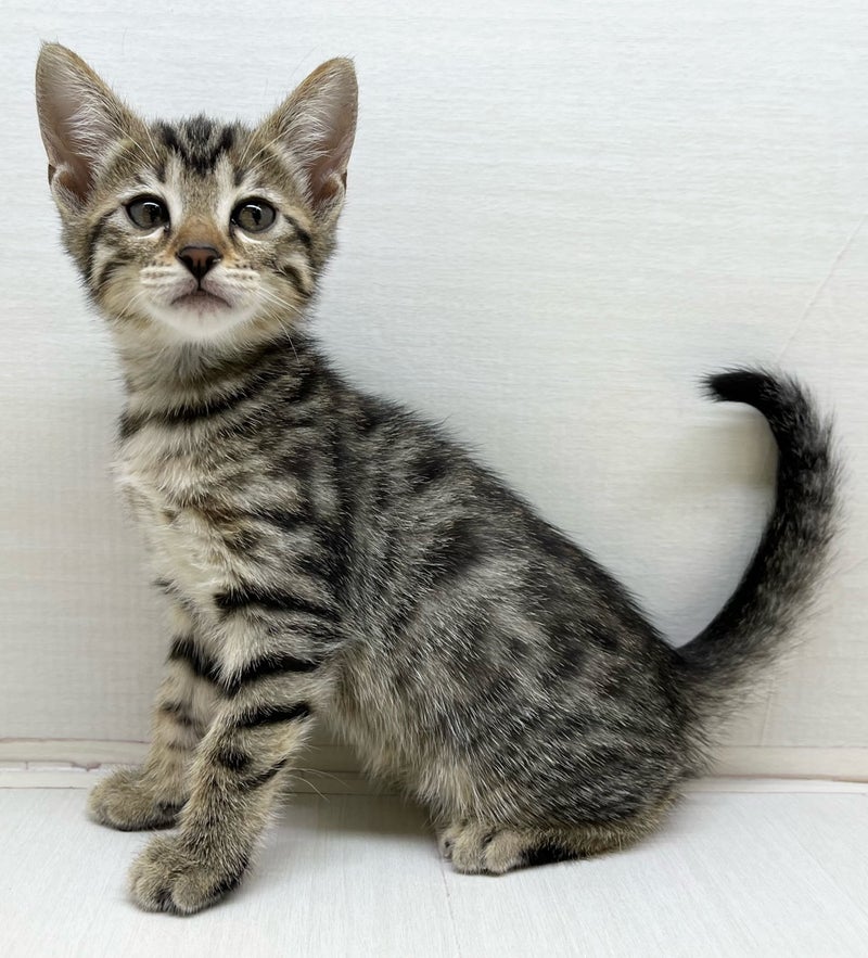 千葉県のハーフ猫・ミックス猫 (かねだい八千代店/2025年7月3日生まれ/女の子/その他色)の子猫の1枚目の画像