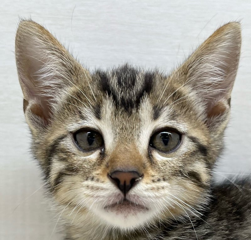 千葉県のハーフ猫・ミックス猫 (かねだい八千代店/2025年7月3日生まれ/女の子/その他色)の子猫の2枚目の画像