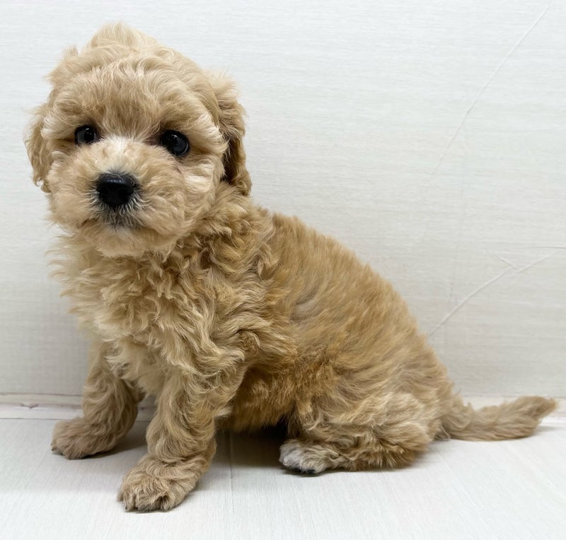 千葉県のハーフ犬・ミックス犬 (かねだい八千代店/2025年7月2日生まれ/男の子/その他色)の子犬の1枚目の画像
