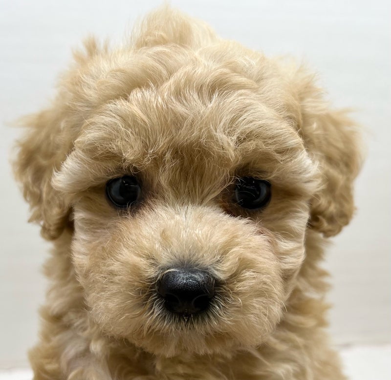 千葉県のハーフ犬・ミックス犬 (かねだい八千代店/2025年7月2日生まれ/男の子/その他色)の子犬の2枚目の画像