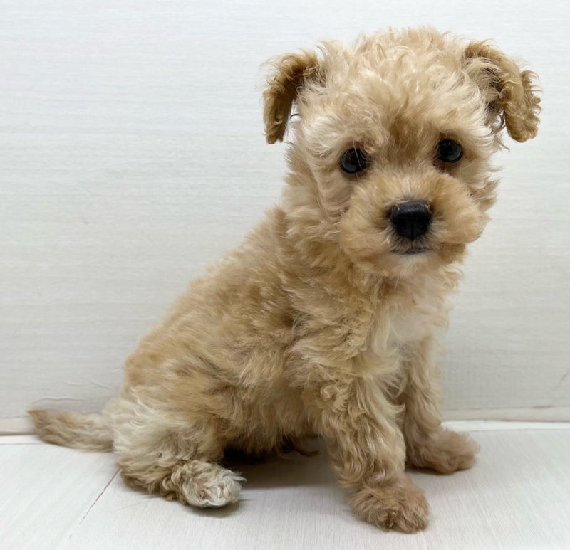 千葉県のハーフ犬・ミックス犬 (かねだい八千代店/2025年7月6日生まれ/男の子/アプリコット)の子犬