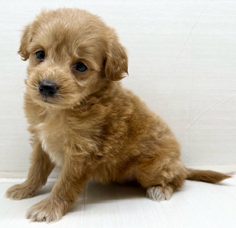 千葉県のハーフ犬・ミックス犬 (かねだい八千代店/2025年7月5日生まれ/男の子/レッド)の子犬