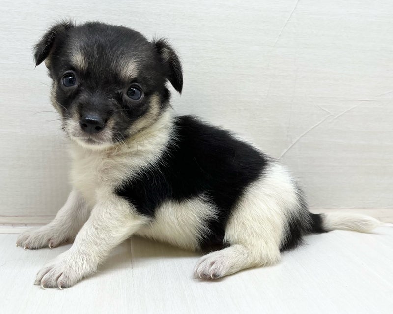 千葉県のハーフ犬・ミックス犬 (かねだい八千代店/2025年7月6日生まれ/女の子/レッド)の子犬の1枚目の画像