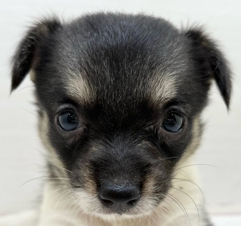 千葉県のハーフ犬・ミックス犬 (かねだい八千代店/2025年7月6日生まれ/女の子/レッド)の子犬の2枚目の画像