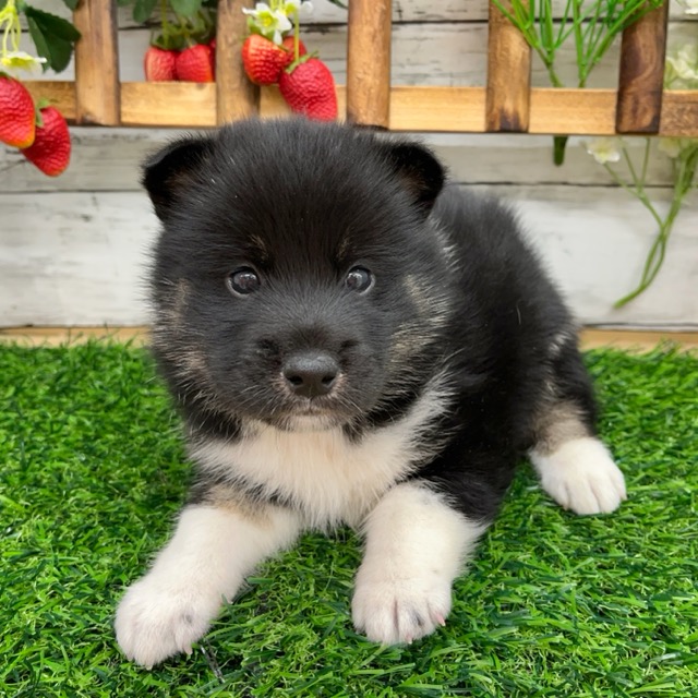 埼玉県のハーフ犬・ミックス犬 (かねだい所沢店/2025年7月5日生まれ/男の子/黒)の子犬の1枚目の画像