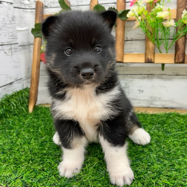 埼玉県のハーフ犬・ミックス犬 (かねだい所沢店/2025年7月5日生まれ/男の子/黒)の子犬の3枚目の画像