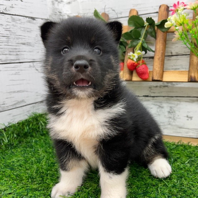 埼玉県のハーフ犬・ミックス犬 (かねだい所沢店/2025年7月5日生まれ/男の子/黒)の子犬の4枚目の画像