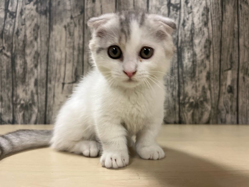 埼玉県のマンチカン (かねだいアクアパーク店/2025年6月28日生まれ/男の子/ブルータビーホワイト)の子猫