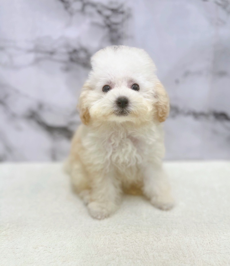神奈川県のトイプードル(トイ) (かねだい東戸塚店/2025年7月2日生まれ/女の子/クリーム)の子犬の2枚目の画像