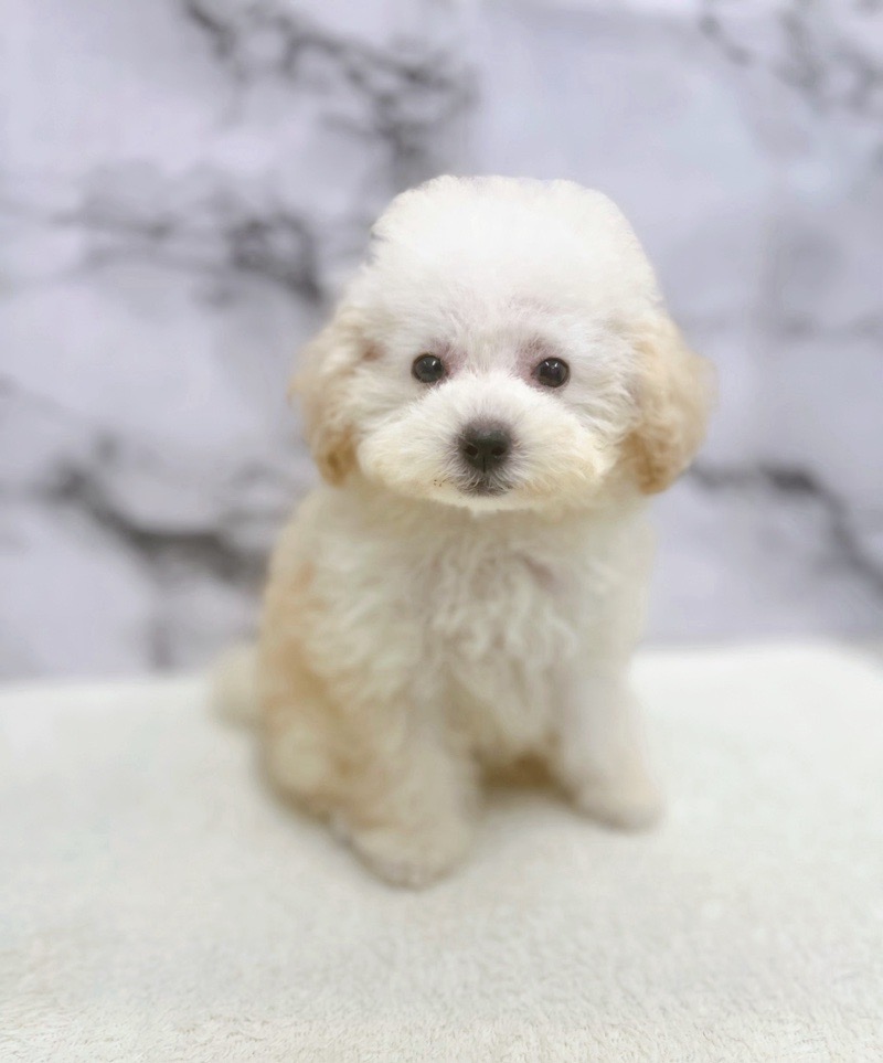 神奈川県のトイプードル(トイ) (かねだい東戸塚店/2025年7月2日生まれ/女の子/クリーム)の子犬の3枚目の画像