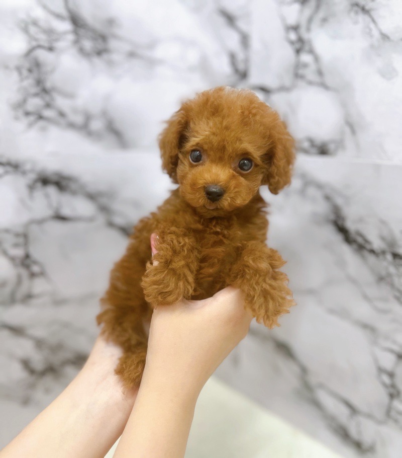 神奈川県のトイプードル(トイ) (かねだい東戸塚店/2025年7月4日生まれ/女の子/レッド)の子犬の1枚目の画像