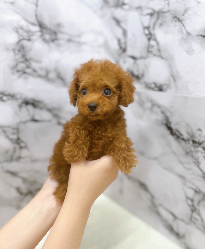 神奈川県のトイプードル(トイ) (かねだい東戸塚店/2025年7月4日生まれ/女の子/レッド)の子犬の2枚目の画像